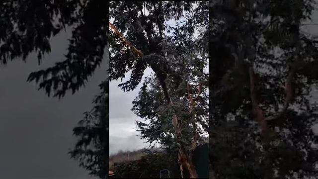 Выравнивание ствола дерева при помощи лебедки