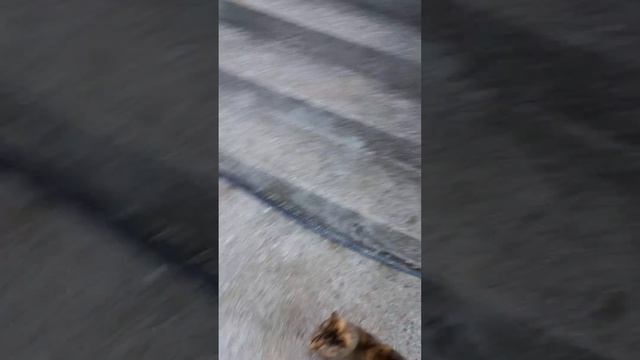 Есть ли шум и какой от фильтра-насоса Интекс 28646?