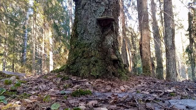 Лайфстайл 🚴♂🌲☀ Вело 🚲 покатушка 🌲