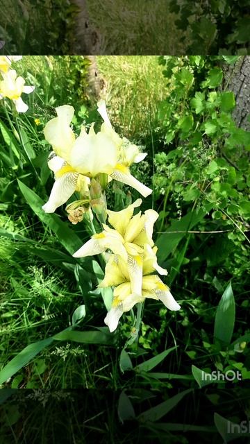 Ирисы и прекрасная мелодия пианино "Unis Abdullaev - Flower".mp4 смотреть онлайн