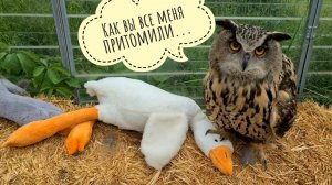 Сова филин Ёль продолжает раскопки и швыряние подушек, неясыть Кофи привык к пенькам
