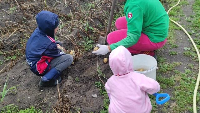 Тыква. Заготовки. Выкопали картошку. Маленькие помошн?