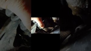 Вибрация при разгоне.Nissan Almera Classic.