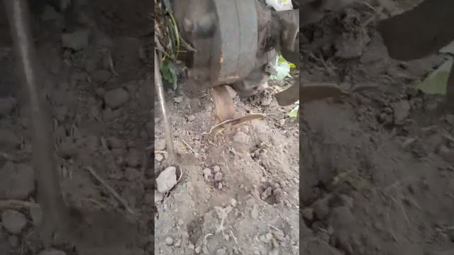 @ Вдосконалення фрези до мотоблока#Прополка міжрядки ? смотреть онлайн