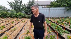 Град побил клубнику.Исправляем ошибки после плохой по