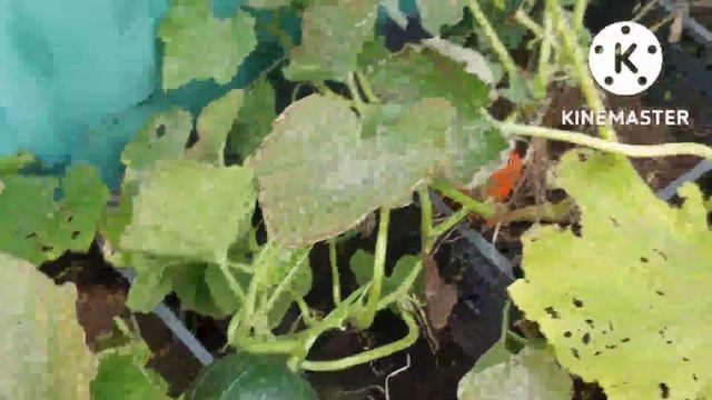 Собираем урожай тыквы ,выращенной в ящиках