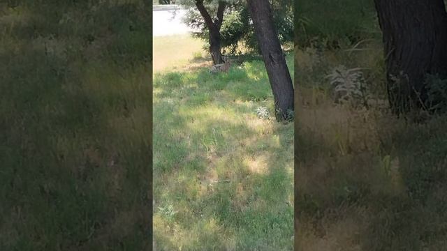 Зайчик в городе. Увидела сегодня зайца в Челябинске смотреть онлайн