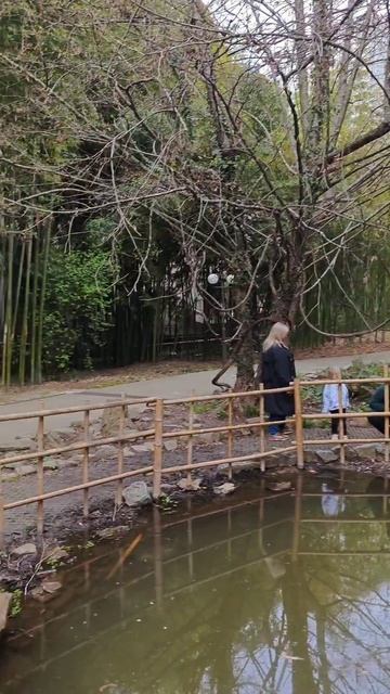 черепахи у бамбукового болота в дендрарии сочи смотреть онлайн