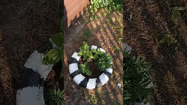 мой сад#люблю цветы#люблю лето #красота своими руками