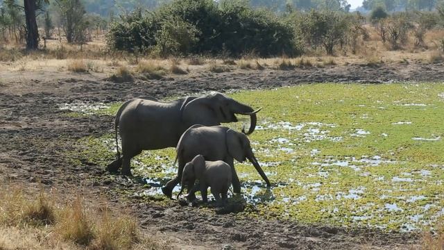 Wild Zambia. Дикая Замбия