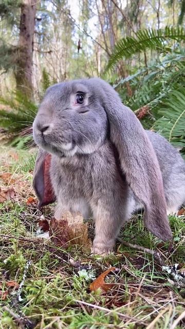 Английский вислоухий кролик смотреть онлайн