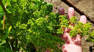 Осыпания соцветий винограда, что делать, как помочь винограду