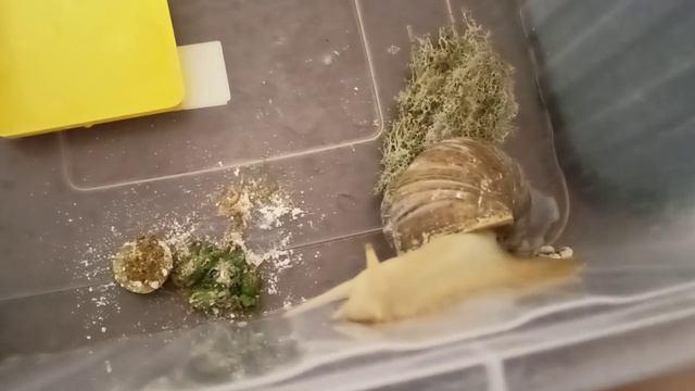 Знакомьтесь, новый житель - инопланетянка Герда 🐌 смотреть онлайн