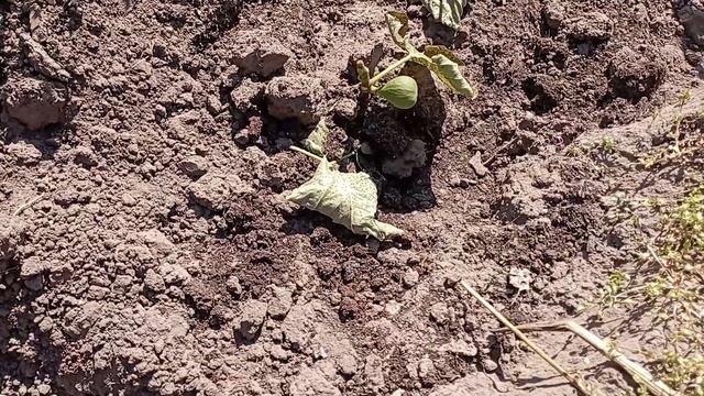 Инжиры в открытом грунте. 18.04.2025г