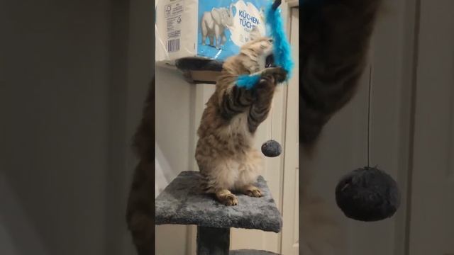 Остин против туалетной бумаги