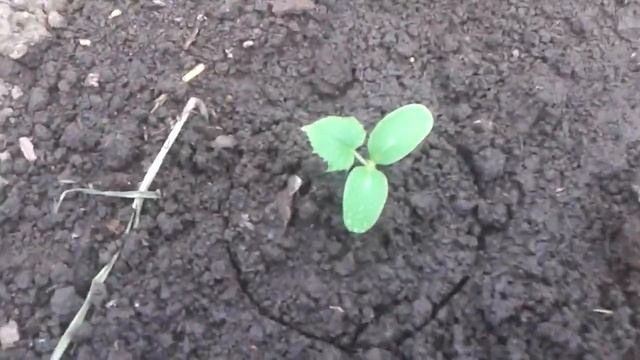 СИЛК 04.06.2016 г. - 1 я обработка СИЛКОМ - Огурцы (только пос? смотреть онлайн