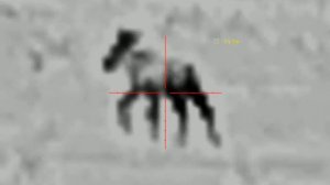 #Тепловизорный прицел#atak ет23-45lrf#ночная съемка#диких#ж?