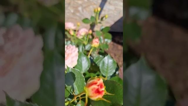 Цветение плетистой розы (архив) смотреть онлайн