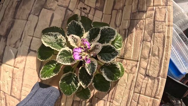 Фиалки Гром и молнии, Красный Бриллиант, Готическая эл