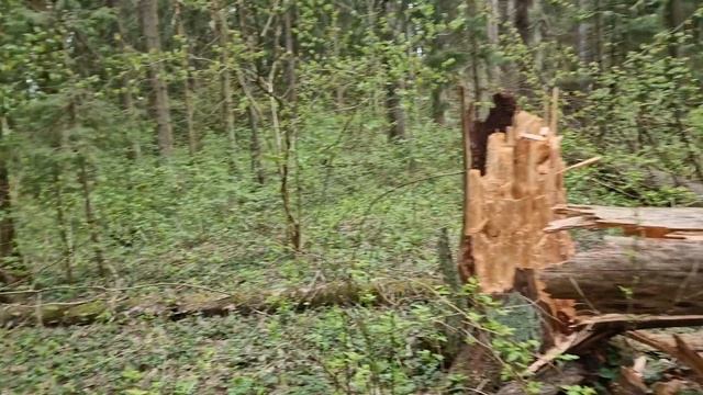 Строчки попёрли в Подмосковье! Сергиев-Посадский район в середине мая 2025г. #тихаяохота #грибалка