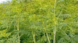 Велопокатухи (Ролик # 7) Борщевик Сосновского!?)