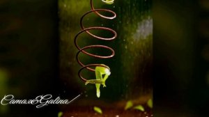 DNDM&Mr Salama-One Step-04.06.2025-Camaя&Galina/