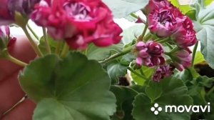 ПЕЛАРГОНИЯ ИВ ЧАРУЮЩИЙ БОРДО ОТ ЗАЦВЕТАНИЯ ДО ФИНАЛА