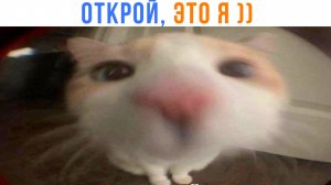 ОТКРОЙ, ЭТО Я! ))) Приколы | Мемозг 1614