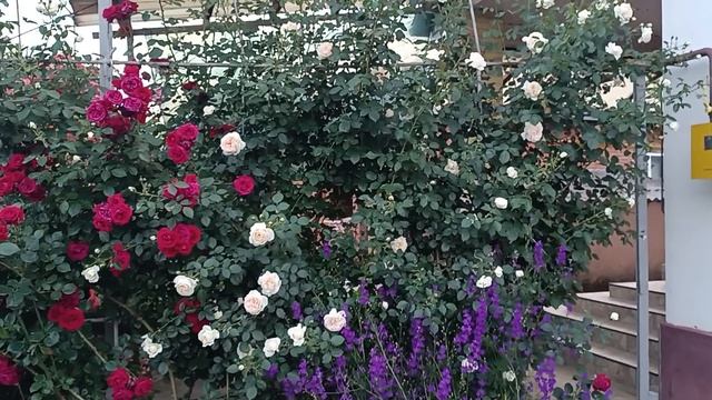 Динская.04.06.2025. смотреть онлайн