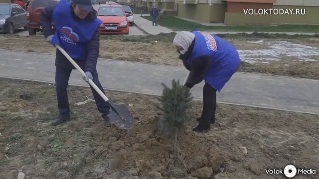 Высадка саженцев на Шаховском проезде