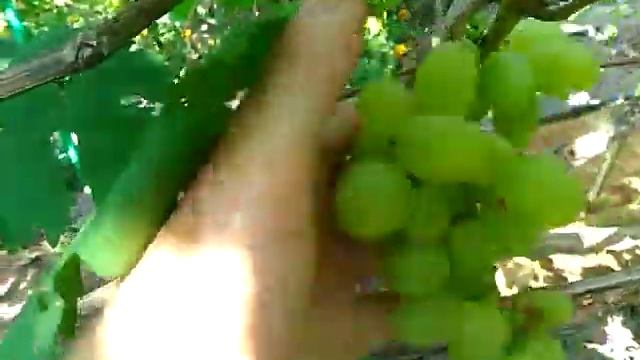 Виноград ,что созрело Илья.