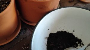 Японские клены.Работа над ошибками выращивания.Грунт.