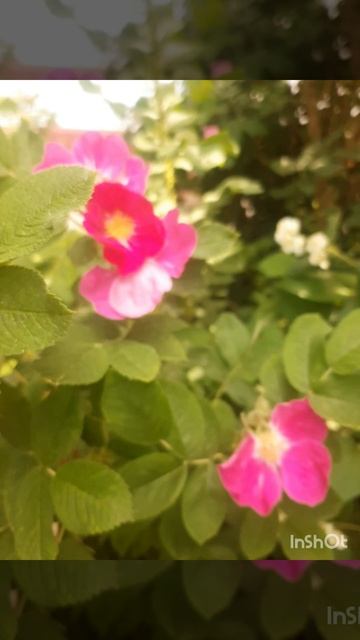 Цветы жасмина и шиповника. Прекрасная мелодия Ultra Beats_ Monalisa.mp4 смотреть онлайн