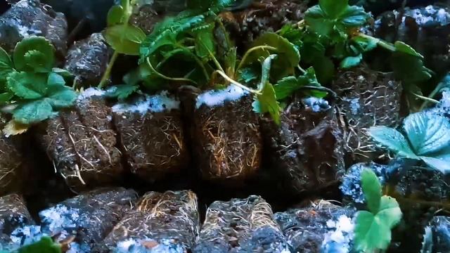 1декабря 2024 г. саженцы ремонтантных сортов