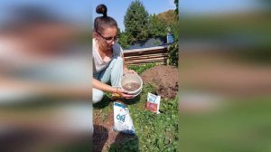 Туя Корник. Посадка | Thuja picata Kornik #сад #garaden #gardening #садово