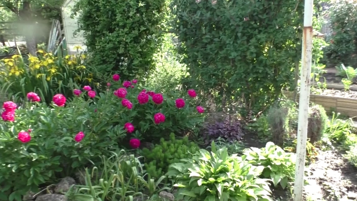 Удобрение пионов  весной и летом