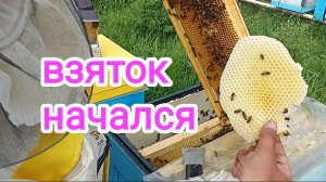 Максимальное расширение семейки пчёл Бакфаст перед взятком. Пчеловодство Владимирской области!
