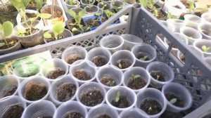 Цинния низкорослая выращивание без пикировки . От пос?