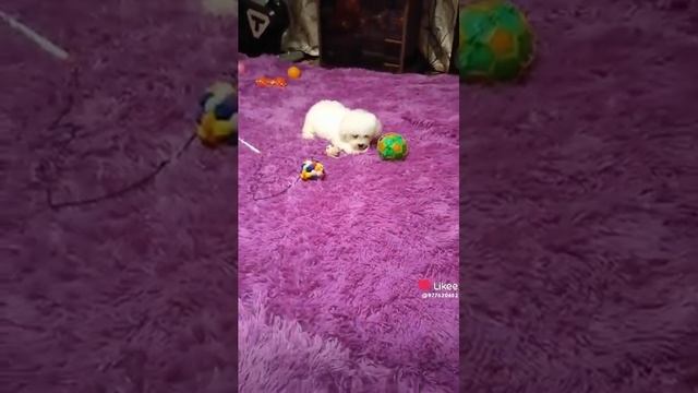 Милый Мальчик Красавчик Бишон Фризе С Документами 🎉?