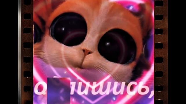 Котики
