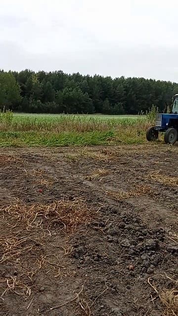 Везём картошку домой на тракторе МТЗ-82 смотреть онлайн