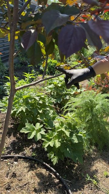 УДАЛЯЙТЕ ТАКИЕ ВЕТКИ НА ЯБЛОНЕ смотреть онлайн