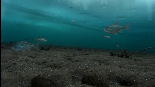 Рыбалка Братское водохранилище Молька подледная съемка ловли рыбы 19.02.16 ч.6 смотреть онлайн