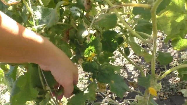 Семена помидор заготовила, арбузов. Размышляю о дальн?