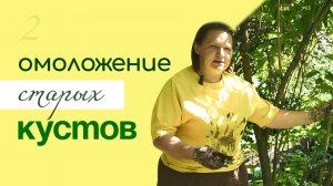ОБРЕЗКА старого куста СИРЕНИ, ОМОЛОЖЕНИЕ старого куста СПИРЕИ