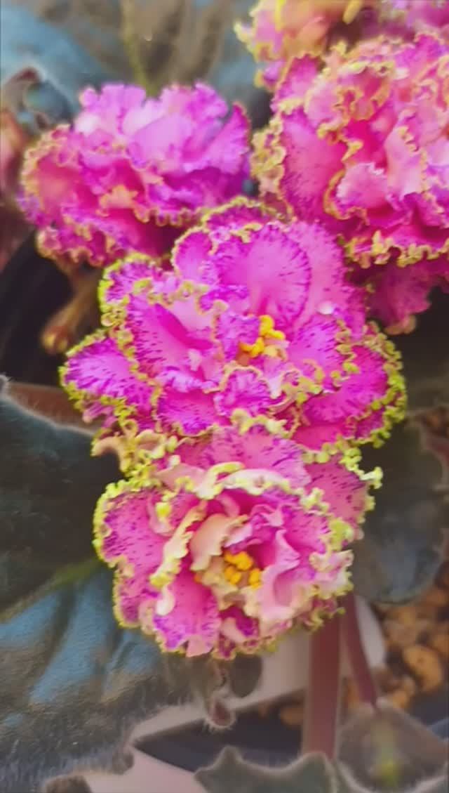 Наши цветущие Фиалки 04.06.2026! смотреть онлайн