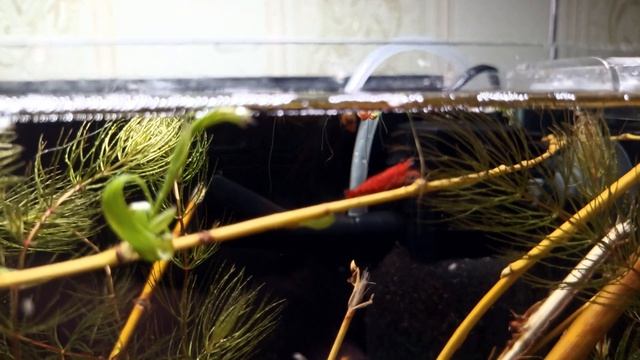 Креветка вишня))