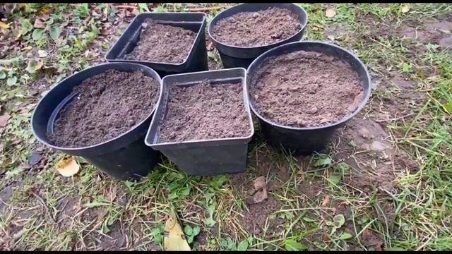 Теперь я сажаю орешки , косточки, семечки только так. 100