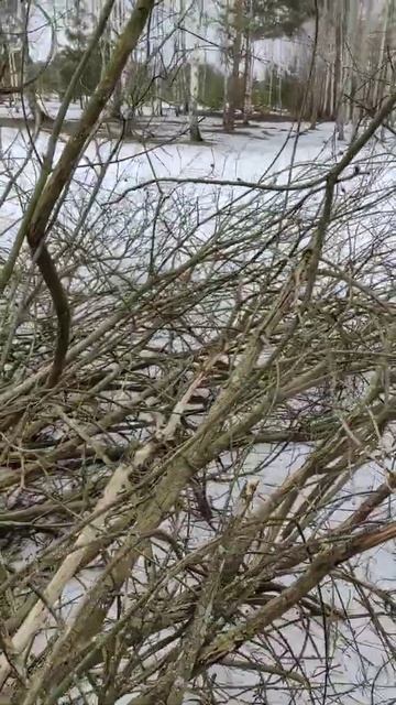 Мотокоса STIHL FS 250 vs бурелом 👍. Часть 5. Финал. смотреть онлайн