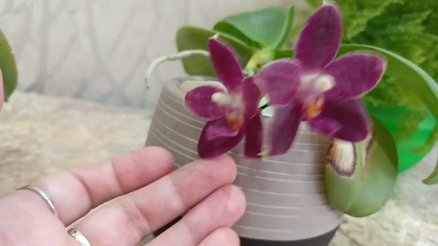 Цветение орхидей в июне 2024г. Phal. Hsin Cherry Bomb, Miki Crown'16, Sogo Dio смотреть онлайн